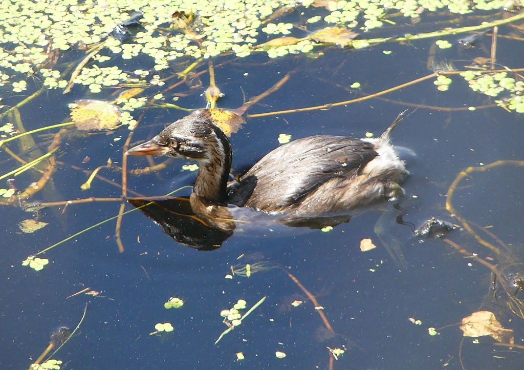 P1180219：カイツブリ（幼鳥）_R