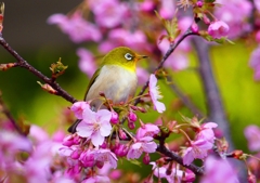 P1870083：河津桜にメジロ_R