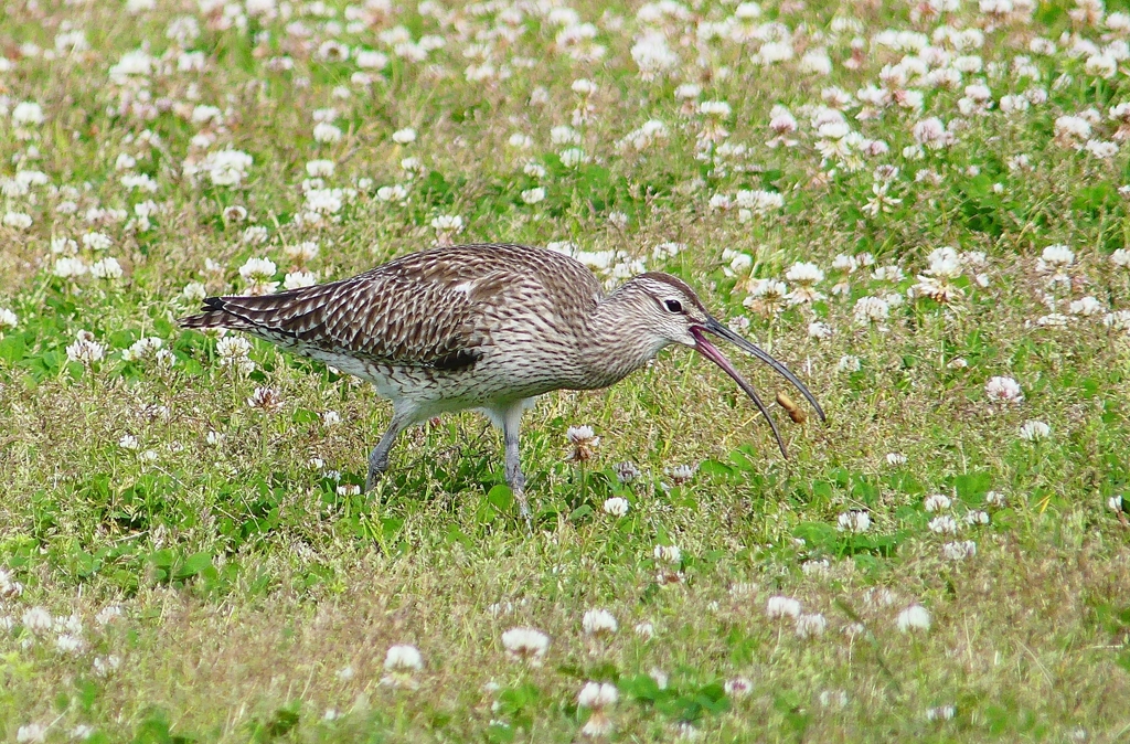 P4090394：チュウシャクシギ_R