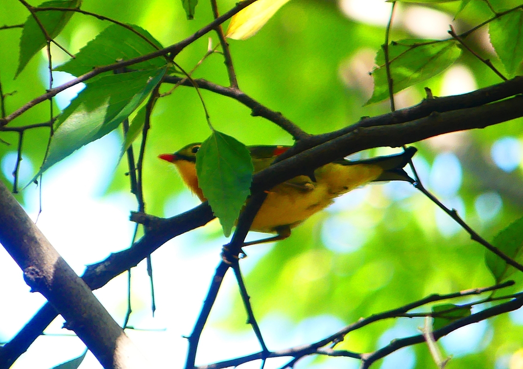 P1370710：ソウシチョウ_R