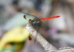 P1210226：リスアカネ_R