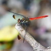 P1210226：リスアカネ_R