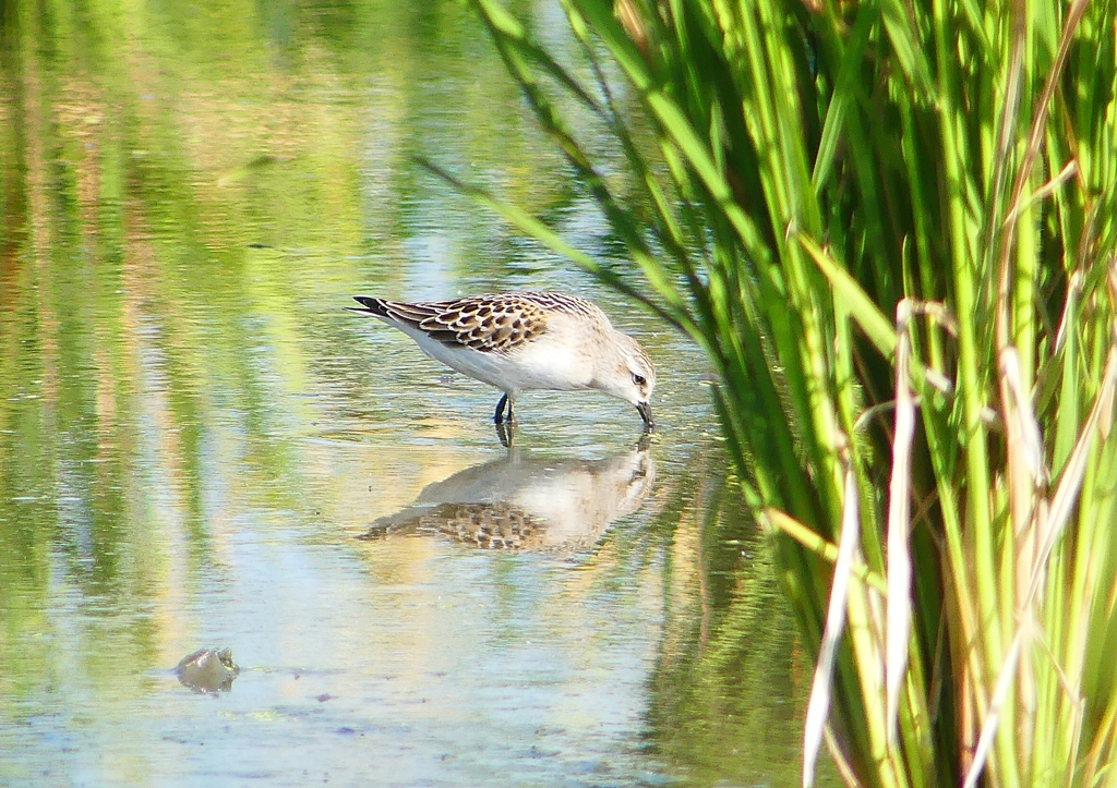 P1250837：トウネン_R