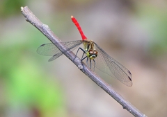 P1210249：マユタテアカネ（オス）_R