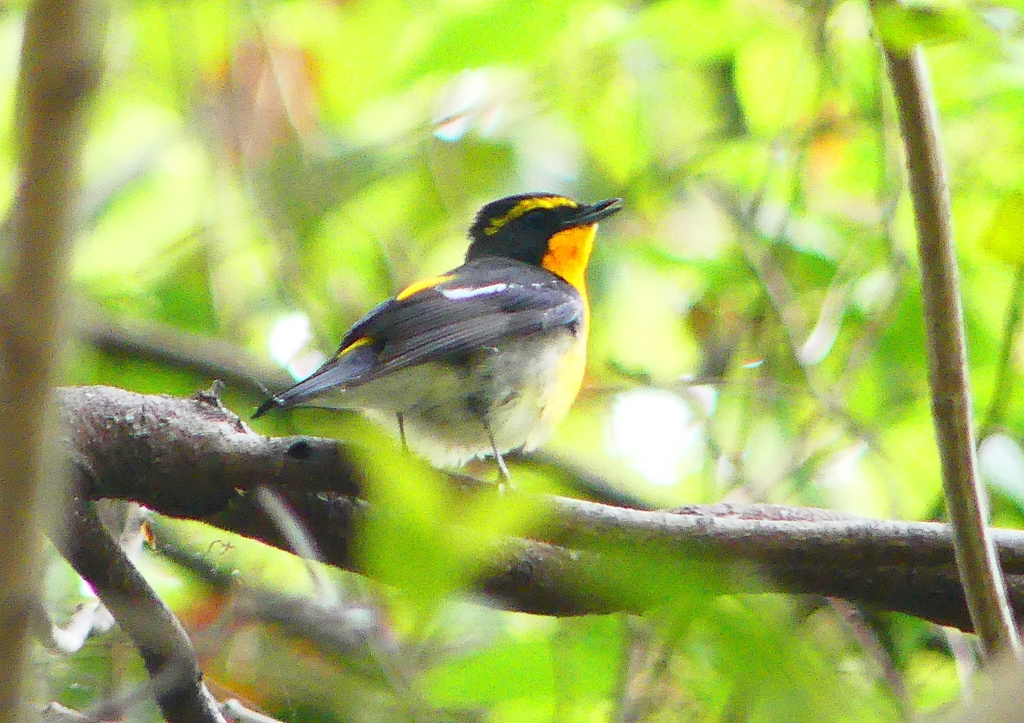 P1970055：キビタキ（オス）_R