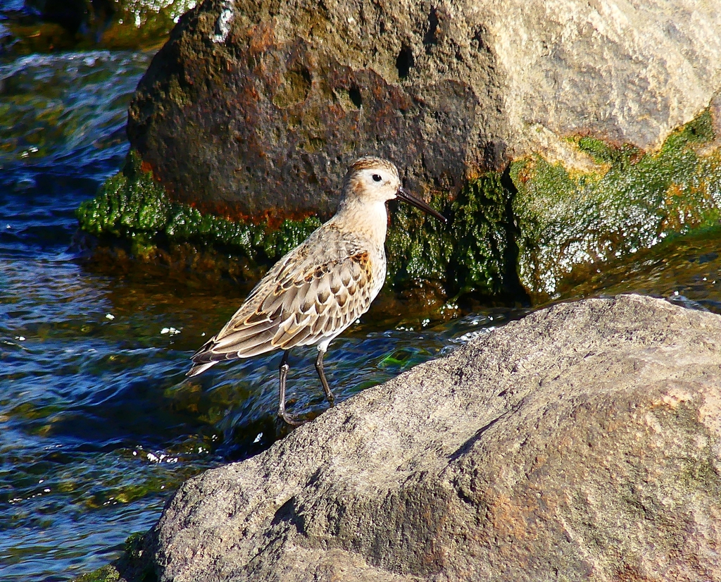 P4400191：ハマシギ_R