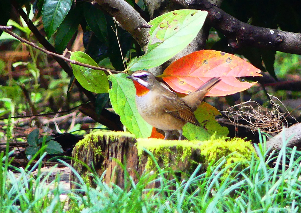 P1340280：ノゴマ（オス）_R