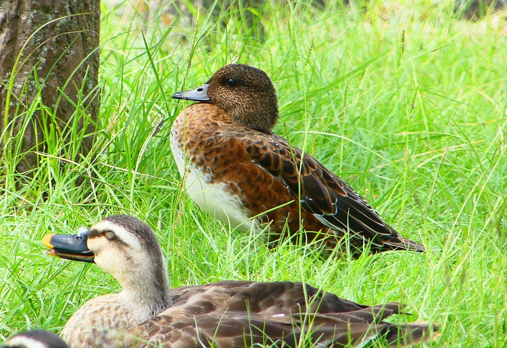P1120862：ヒドリガモ_R