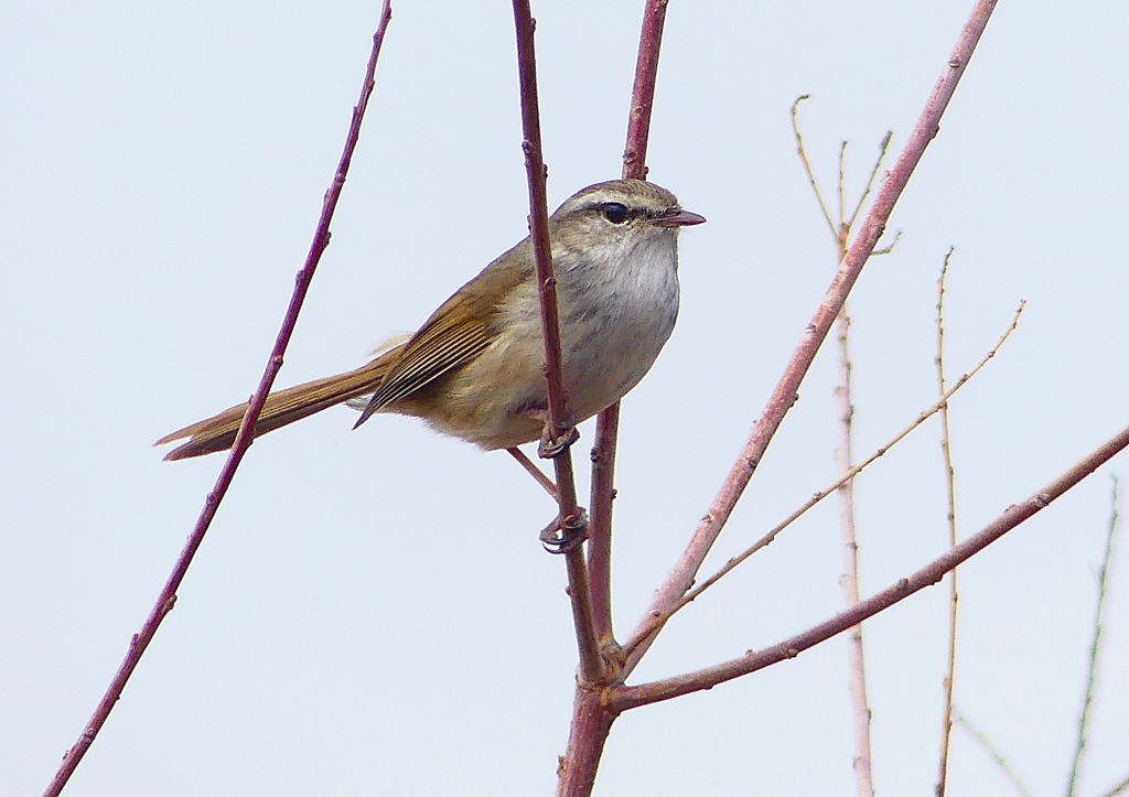 P1850494：ウグイス_R