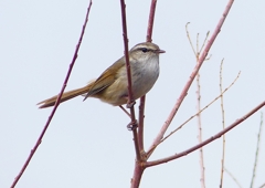 P1850494：ウグイス_R