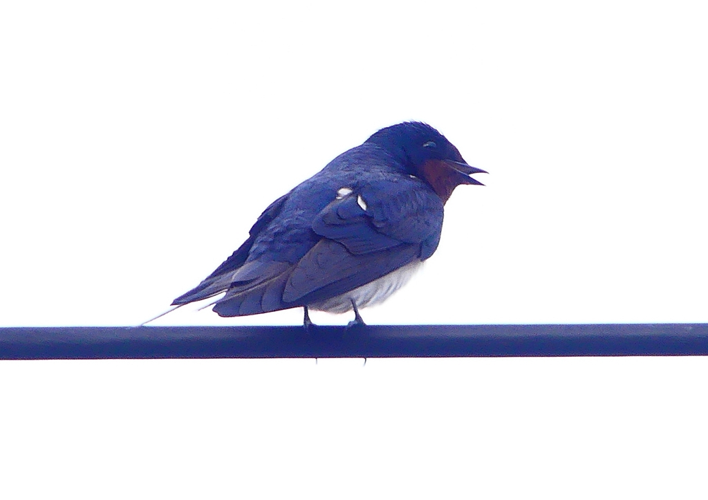 P1900071：ツバメ07_R
