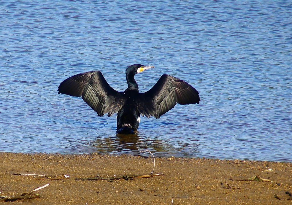 P4960024：カワウ_R