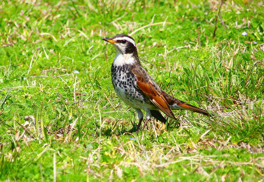 P3930843：ツグミ_R