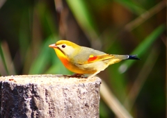 P1890049：ソウシチョウ_R