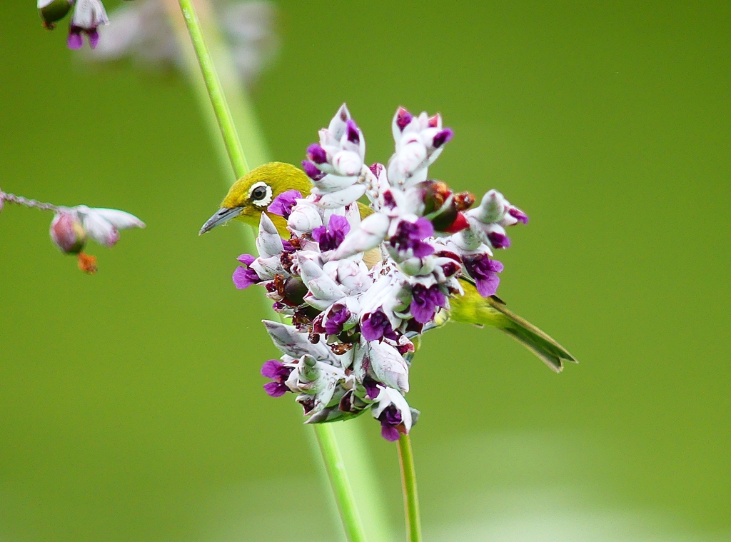 P4230746：メジロ_R