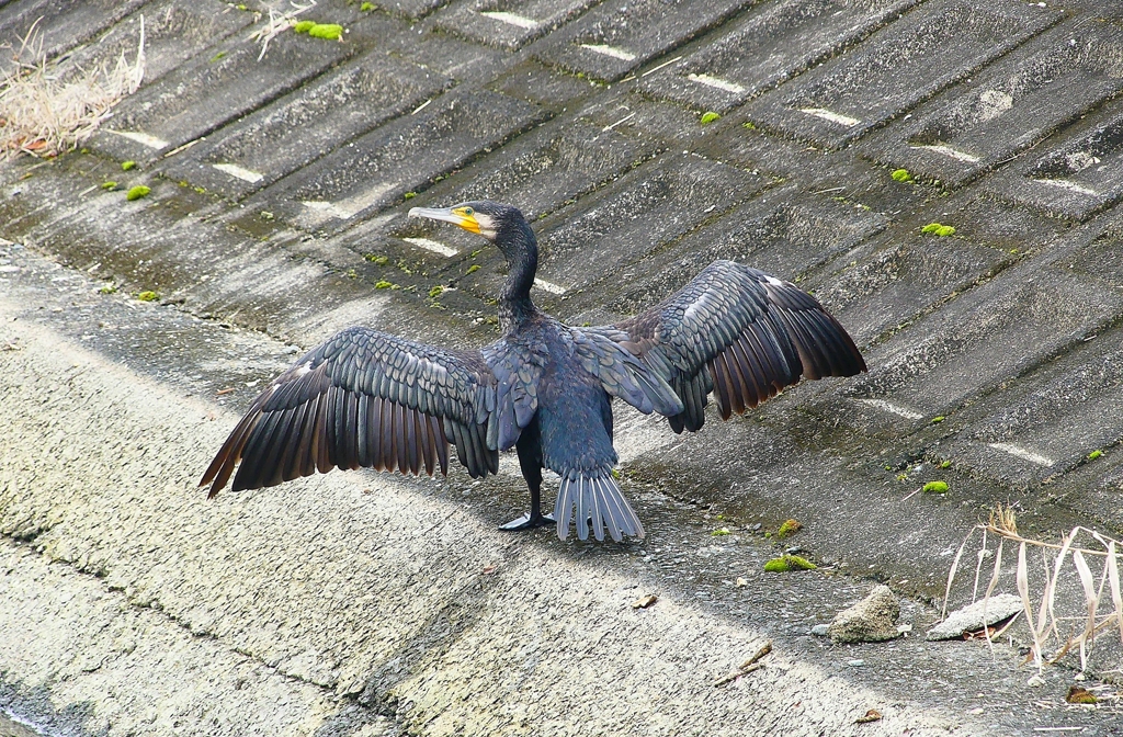 P4300267：カワウ_R