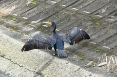 P4300267：カワウ_R