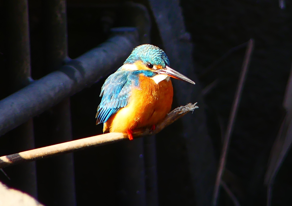 P1690474：カワセミ（メス）_R