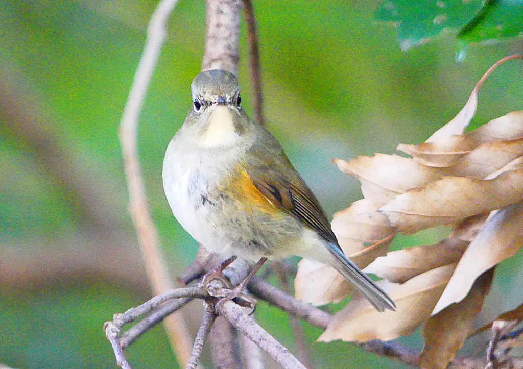 P1700854：ルリビタキ（メスタイプ）_R