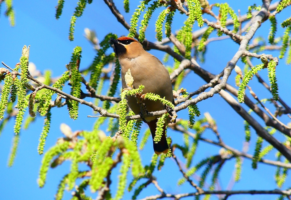 P4880059：キレンジャク_R