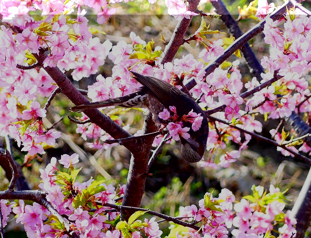 P3900812：河津桜にヒヨドリ_R