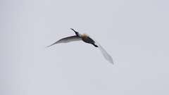 P1680242：飛ぶヘラサギ_R
