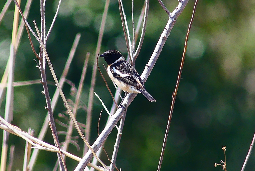 P4850815：夏羽ノビタキ（オス）_R