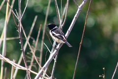 P4850815：夏羽ノビタキ（オス）_R