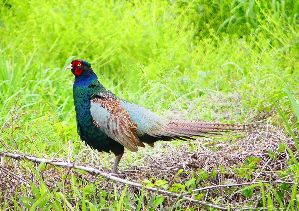 P1970584：キジ（オス）_R