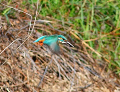 P4800433：カワセミ（オス）_R