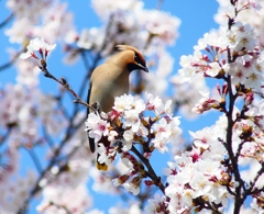 P3990084：桜にキレンジャク_R