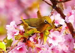 P1890523：河津桜にメジロ_R