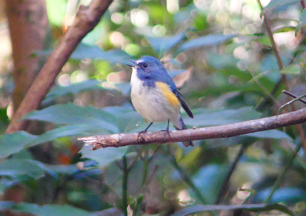 P1470300：ルリビタキ（オス）_R