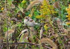 P1420212：白いスズメ_R