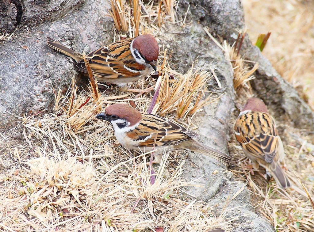 P4690494：スズメ_R