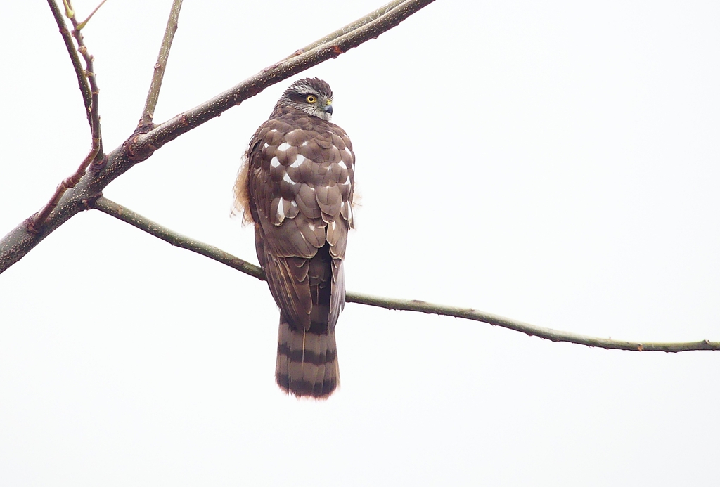 P4560188：ハイタカ_R