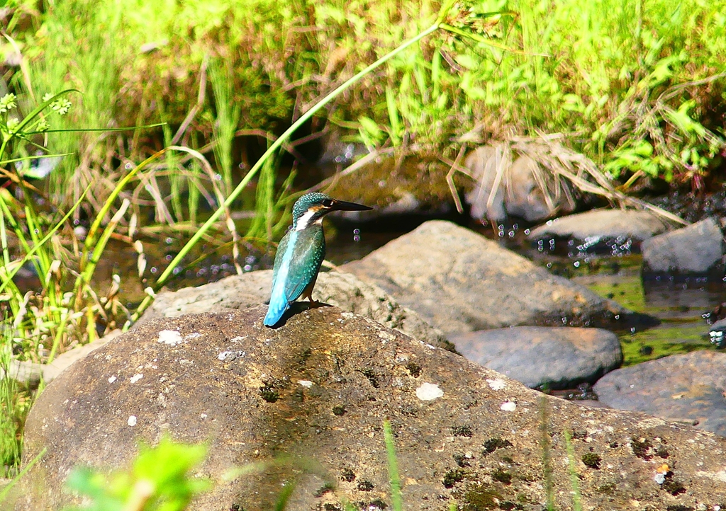 P4250840：カワセミ（メス）_R