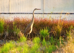 P1390760：ムラサキサギ_R