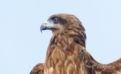 P4300096：トビ_R