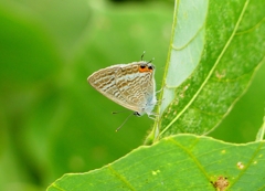 P4350421：ウラナミシジミ_R