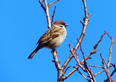 P1710417：スズメ_R