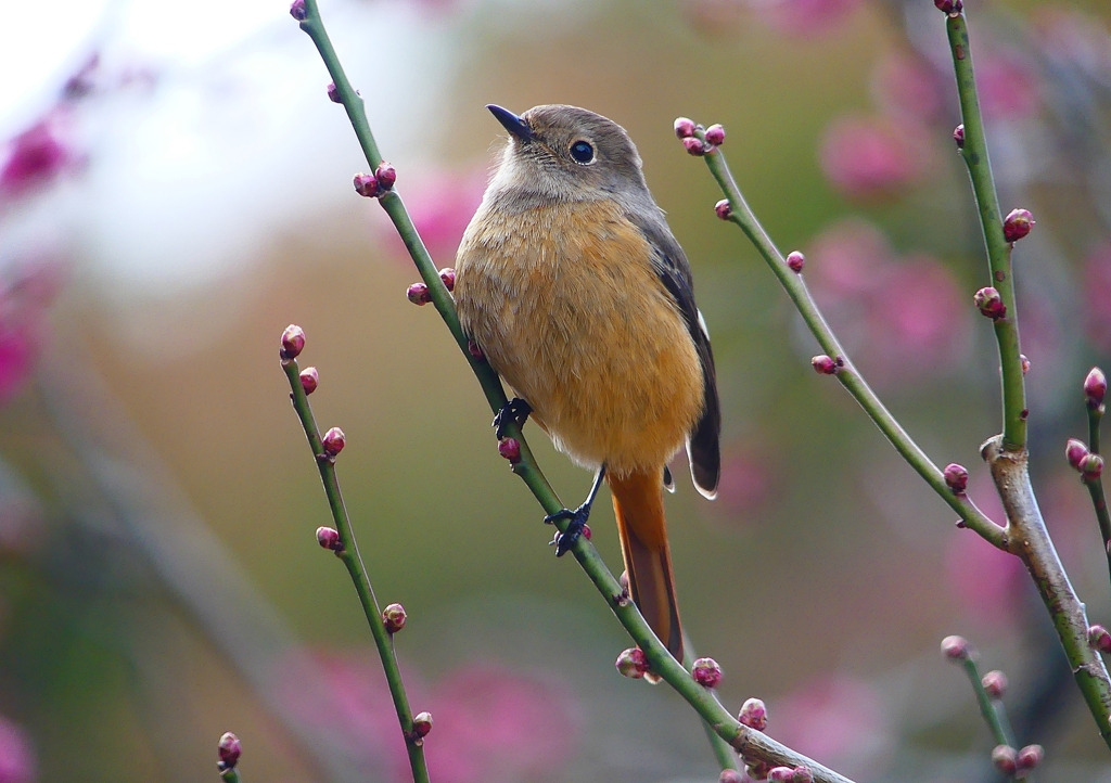 P1780214：ジョウビタキ（メス）_R