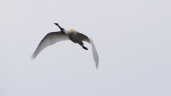 P1680249：飛ぶヘラサギ_R