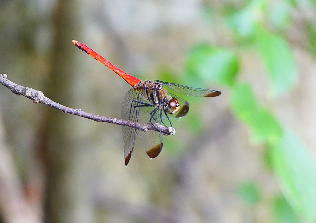 P1210236：リスアカネ_R