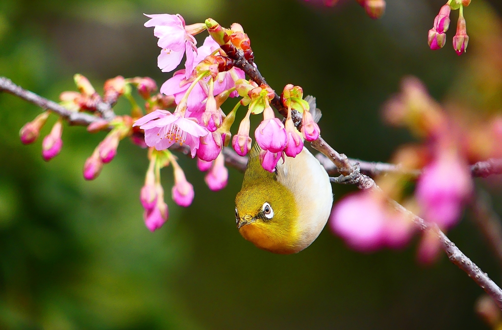 P4770440：メジロ＜河津桜＞_R