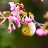 P4770440：メジロ＜河津桜＞_R