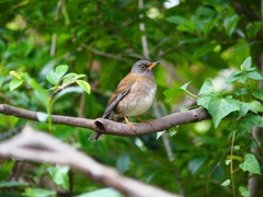 P3800332：シロハラ_R