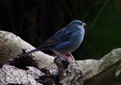 P1750640：クロジ_R