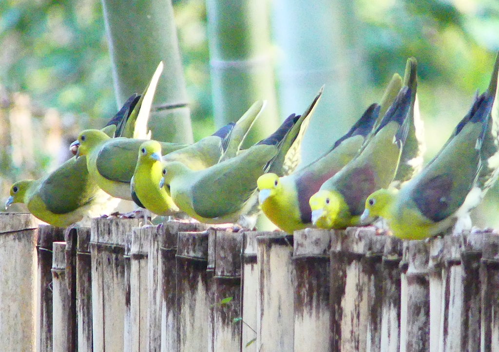 P1920552：アオバト_R