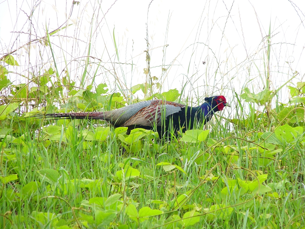 P4140697：キジ（オス）_R